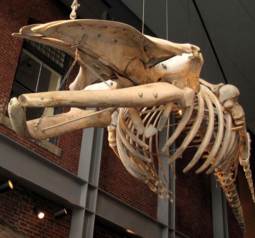 Quasimodo skeleton