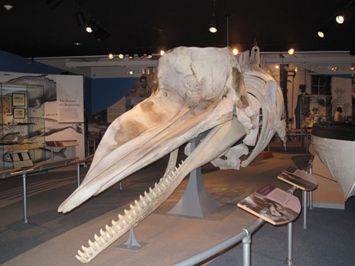 Sperm whale skull Boobs on boubon street