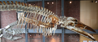 Kobo skeleton