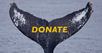 https://store.whalingmuseum.org/products/annual-fund