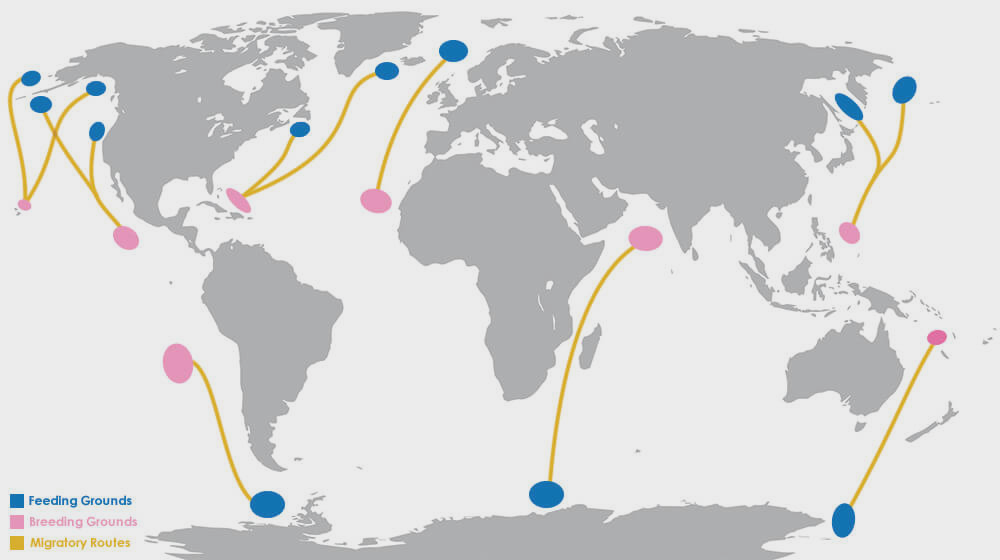humpback whale travel routes