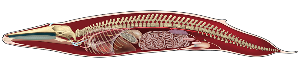 Male Whale Anatomy