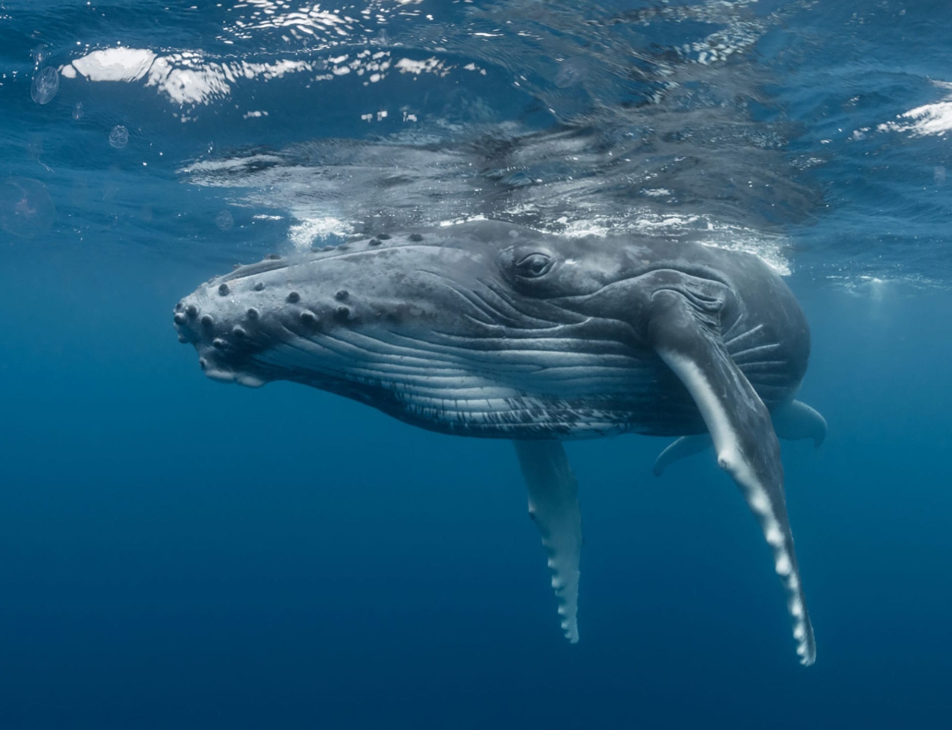 A humpback whale at the surface, viewed from underwater.