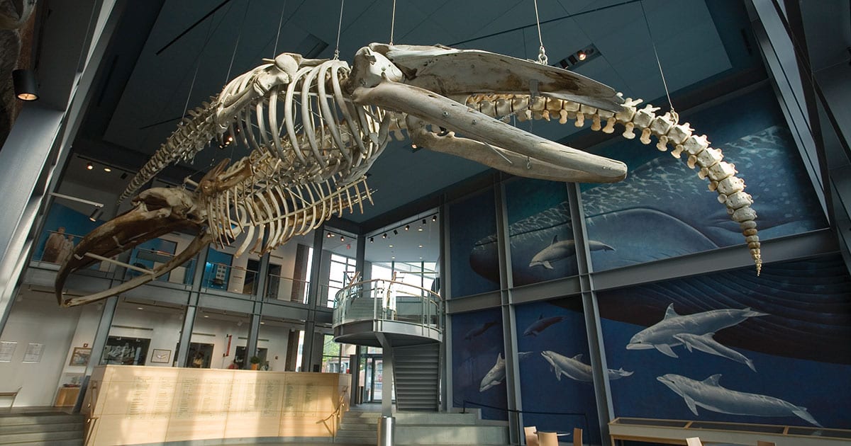 Whale Skeleton in Whaling Museum Lobby