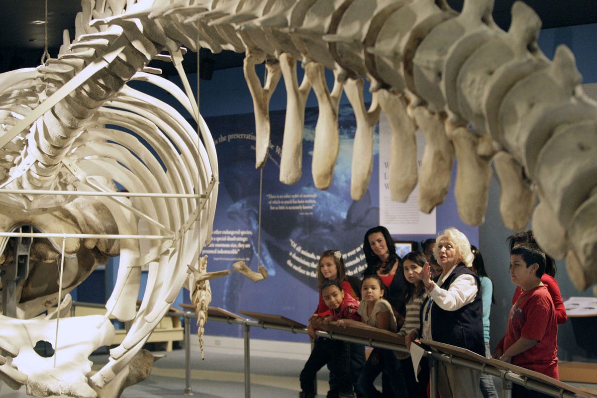 Students from Laurie Desroches fourth grade class at the Pacheco School, listen as New Bedford Whaling Museum volunteer Carol Zaslona, talks about the whale skeleton that hangs from the ceiling.