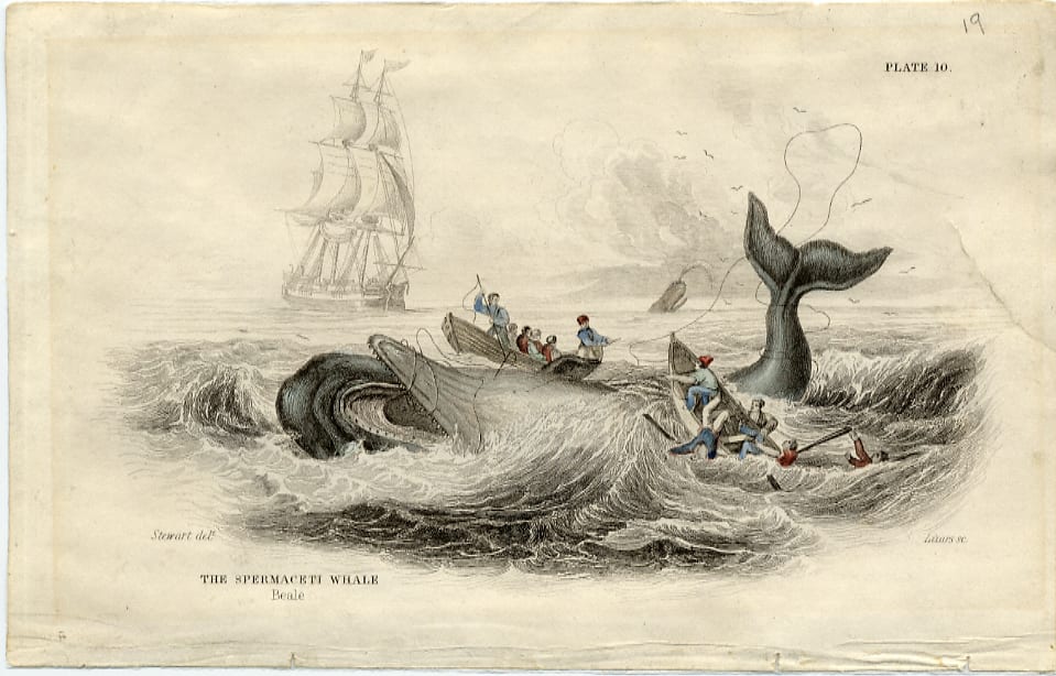 James Steward & William Home Lizars, The Spermaceti Whale/Beale. Engraving on Paper, 1837. 1958.1.21.J
