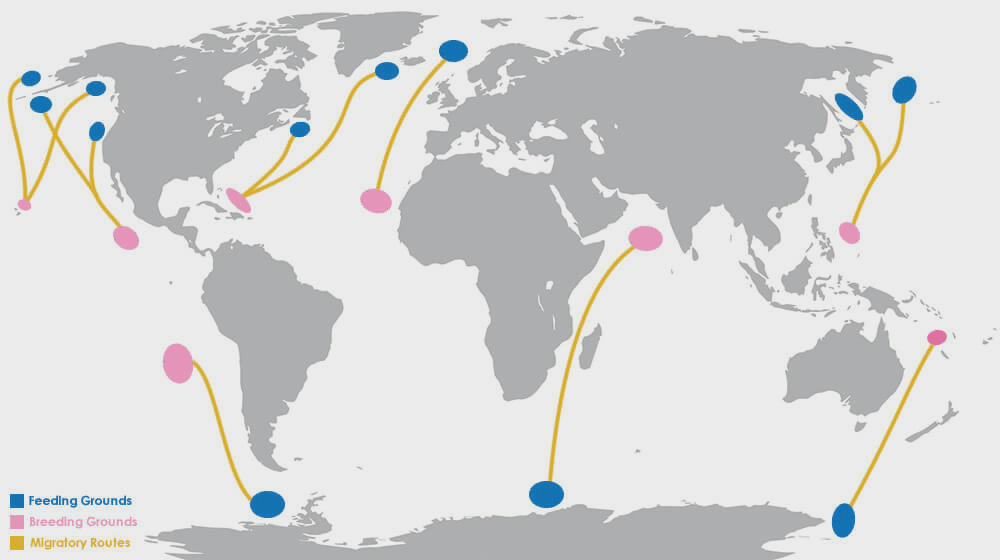 Migratory Routes of the Humpback Whale (from Off the Map Travel website)
