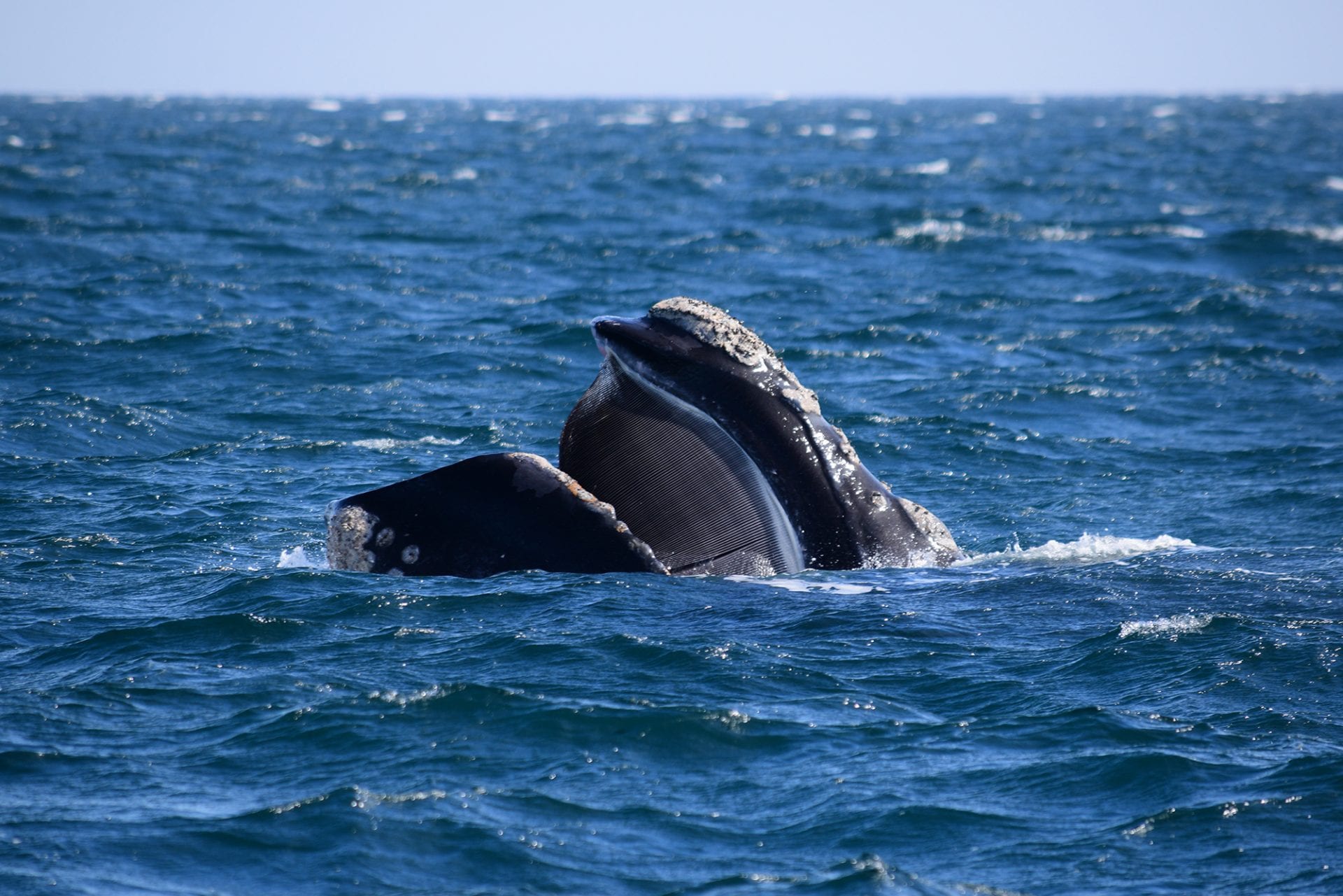 Whale feeding on plankton swimming on the surface filtering the water