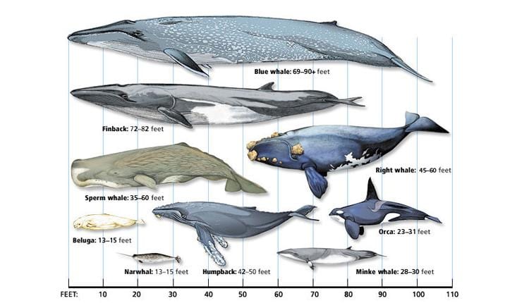 Whale comparison chart