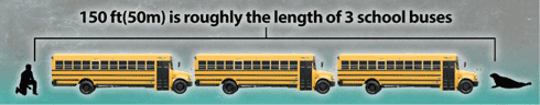 100-feet-school-bus-graphic_v2