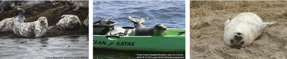 Caption: (left) Female gray seals on a haul out in Maine. (middle) Harbor seal resting on a kayak in Provincetown. (right) Gray seal “whitecoat” pup at Monomoy Island, Massachusetts in January.

