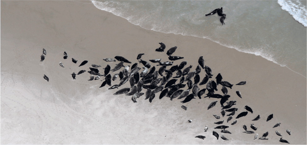 Aerial photograph of resting seals CCS, NOAA Permit 17670, LOC # 14903
