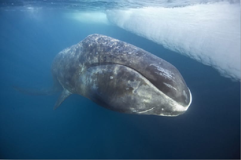 Bowhead Whale Photo by Martha Holmes / naturepl.com