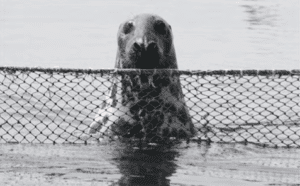 Caption: A Gray seal peers into a fishing weir.
Photo Credit: O. Nichols.

