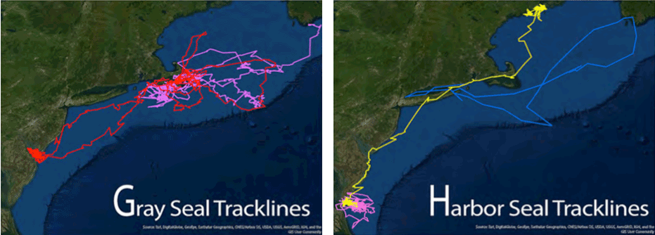 Caption: The left image shows approximately 6 months of movements of two gray seal pups tagged on Muskeget Island, MA in January 2019. The image on the right shows the movements of 3 harbor seals tagged in 2018. Pink and yellow lines show 4-6 months of movement of adult seals tagged in Virginia by the US Navy. The blue line represents a harbor seal pup rehabilitated and released in Long Island Sound.

