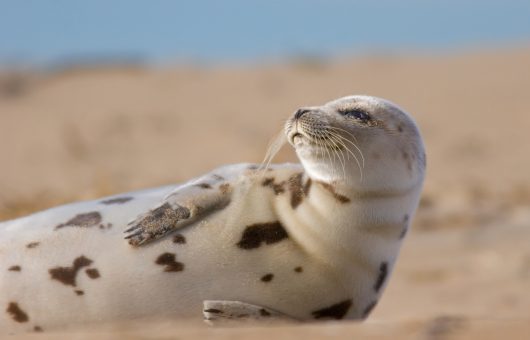 Juvenile Harbor Seal (Phoca viulina) basking on the beach looking over shoulder.