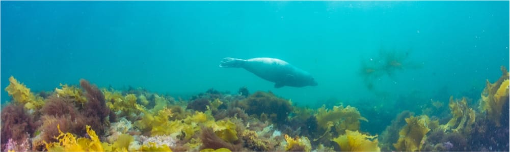 Caption: Harbor seal swimming. Photo credit: Steve De Neef

