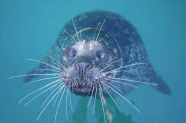 Caption: Harbor seal with vibrissae alert.


