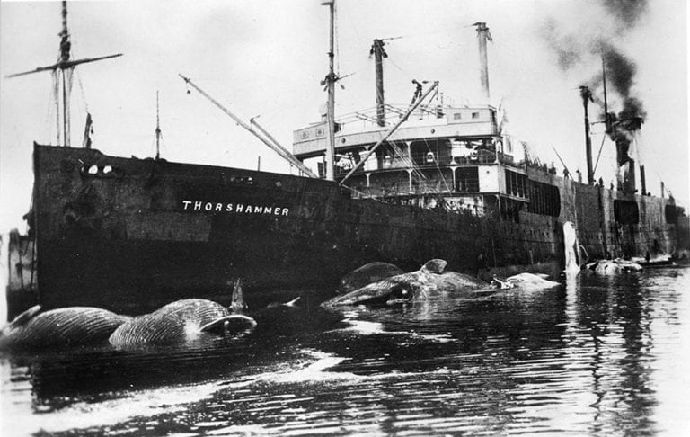 Caption: Kendall Collection, Thorshammer, a floating factory ship, c. 1928.

