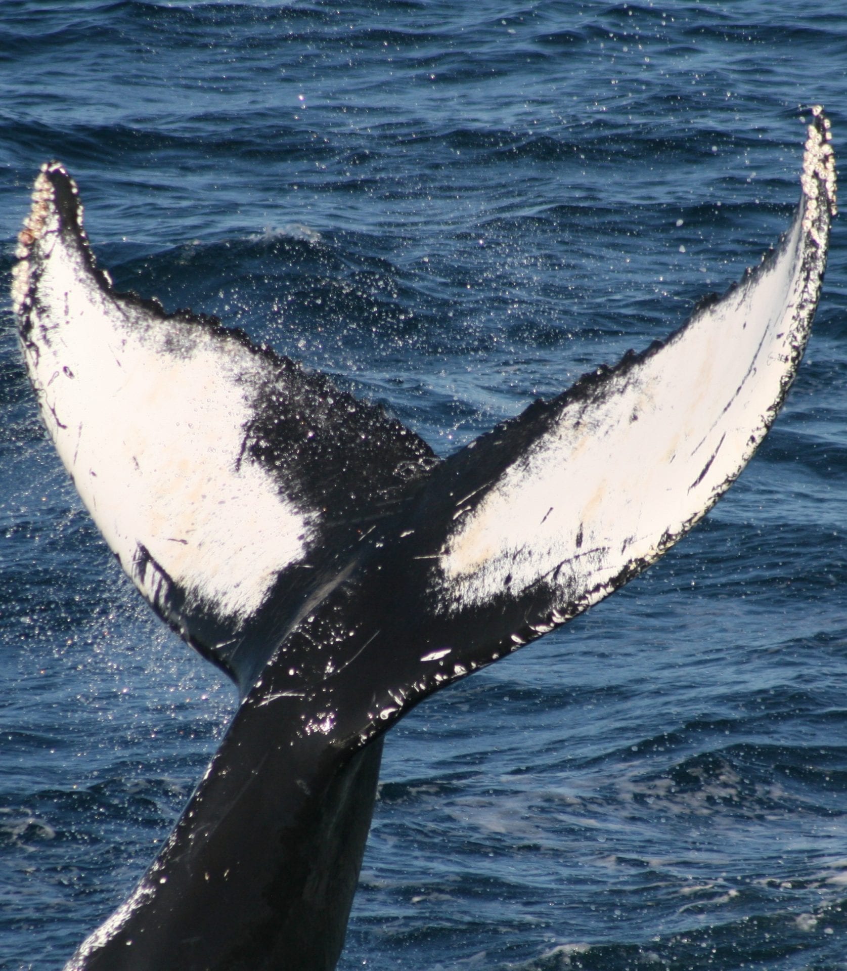 Learn_Research Topics_Whaling History_Whales and Hunting EXPO