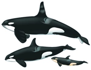 Orca Whale