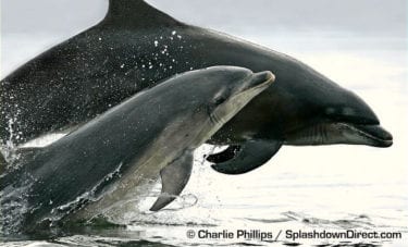 Pair of Bottlenose Dolphins breaching