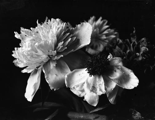 Accession Number: 1981.34.640
Creator: Gifford, R. Swain
Summary: Flower study
Date: unknown
Medium: Negative, Glass, Dry Plate
Dimensions: 5" x 7"