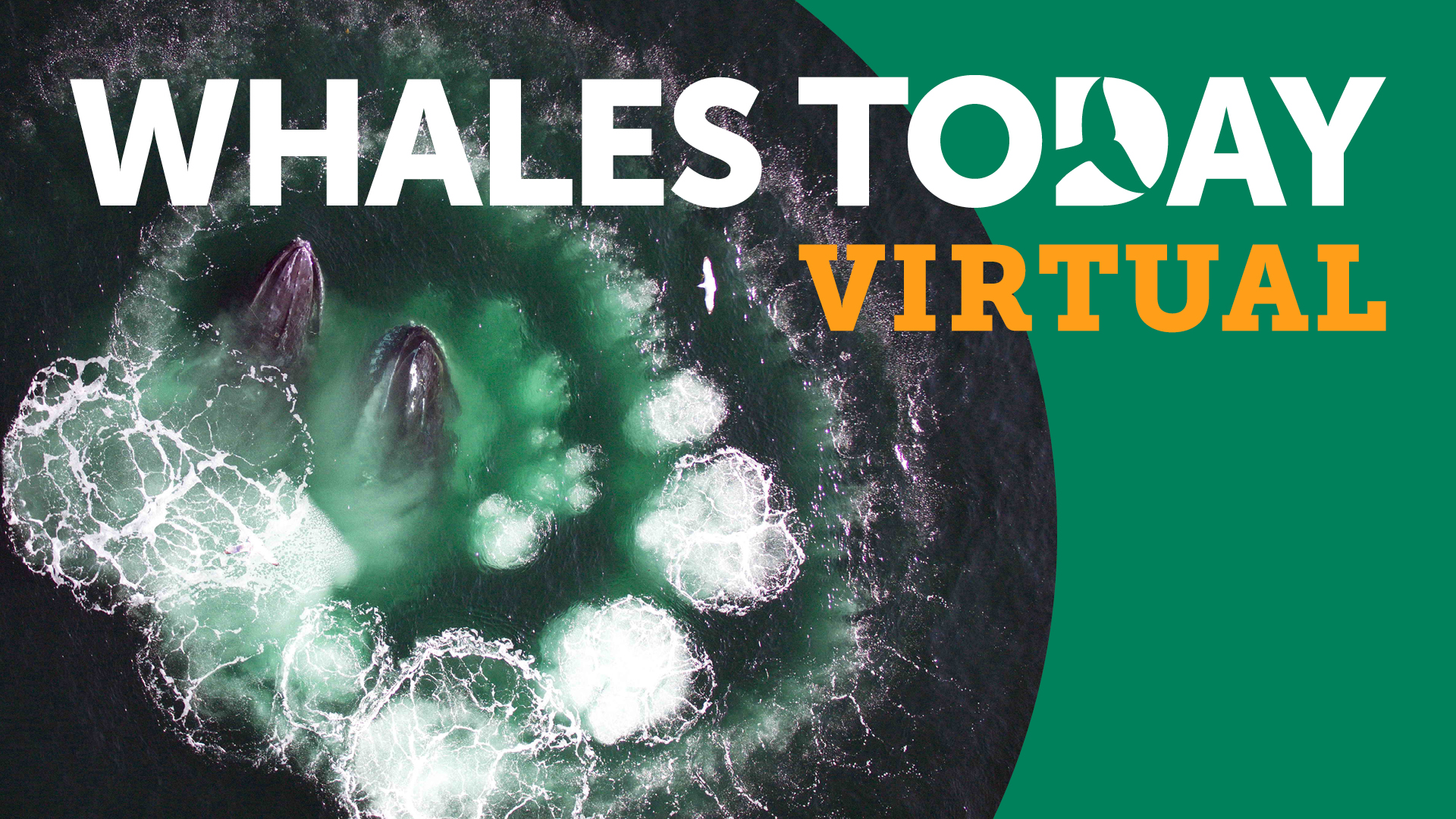 WT Virtual_Website Header 1920x1080