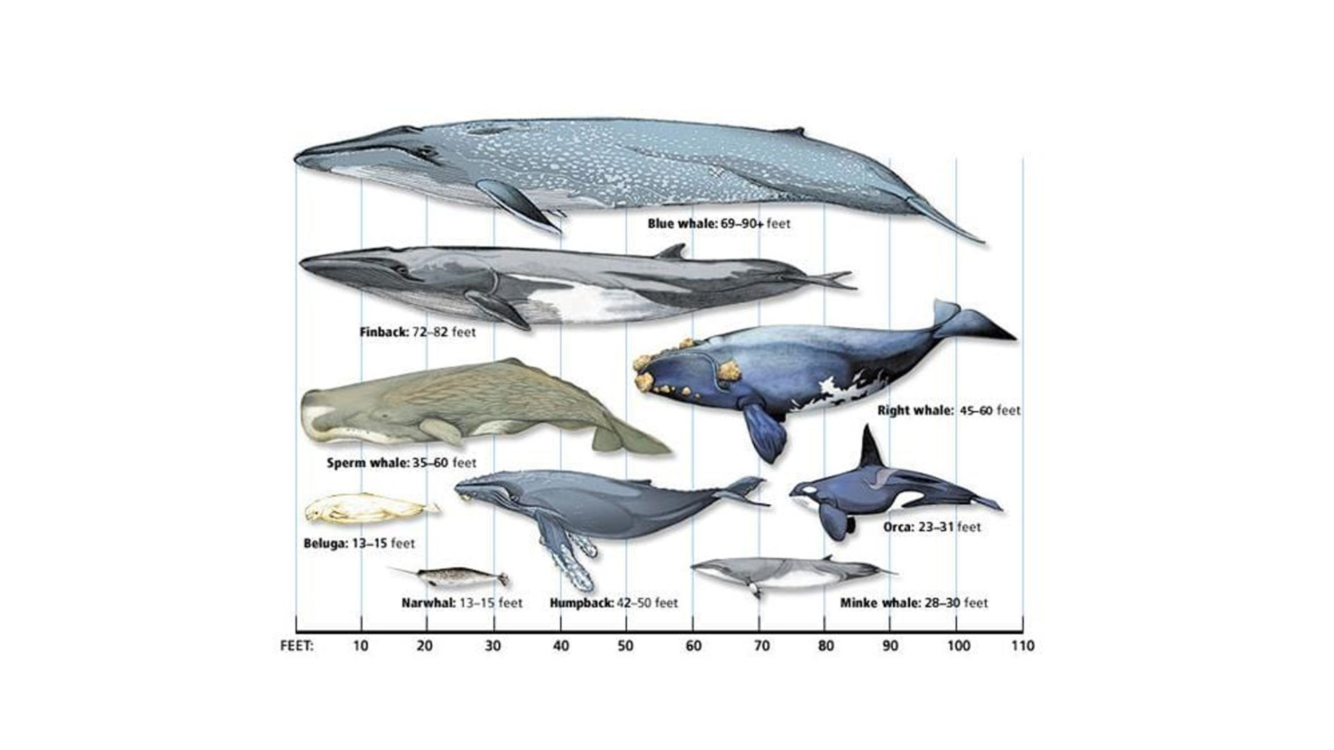 Chart detailing the different sizes of whales