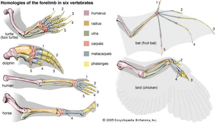 Whales-Today-Comparative-Anatomy-forelimb