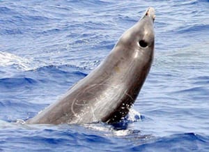 Gervais’ Beaked Whale
