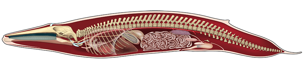 Blue whale anatomy image by Uko Gorter.