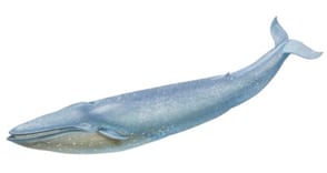 Blue Whale