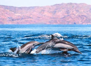 Photo Credit: dolphins-world.com

