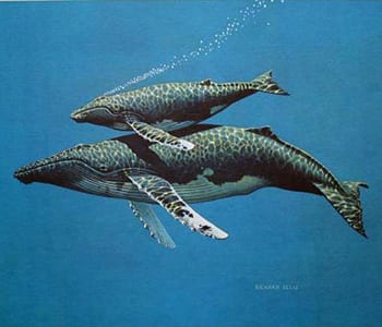 expo_whales-today-biology