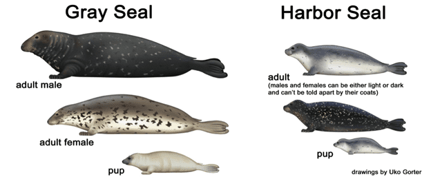 gray-seal-harbor-seal_v2