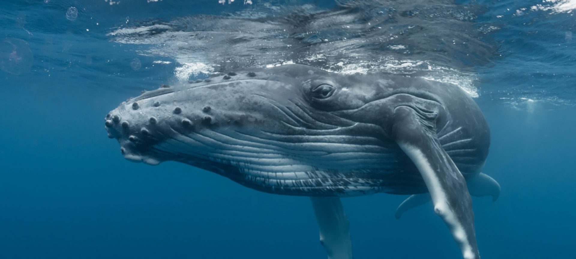 humpback-at-surface-from-underwater-e1600362107107_cropped