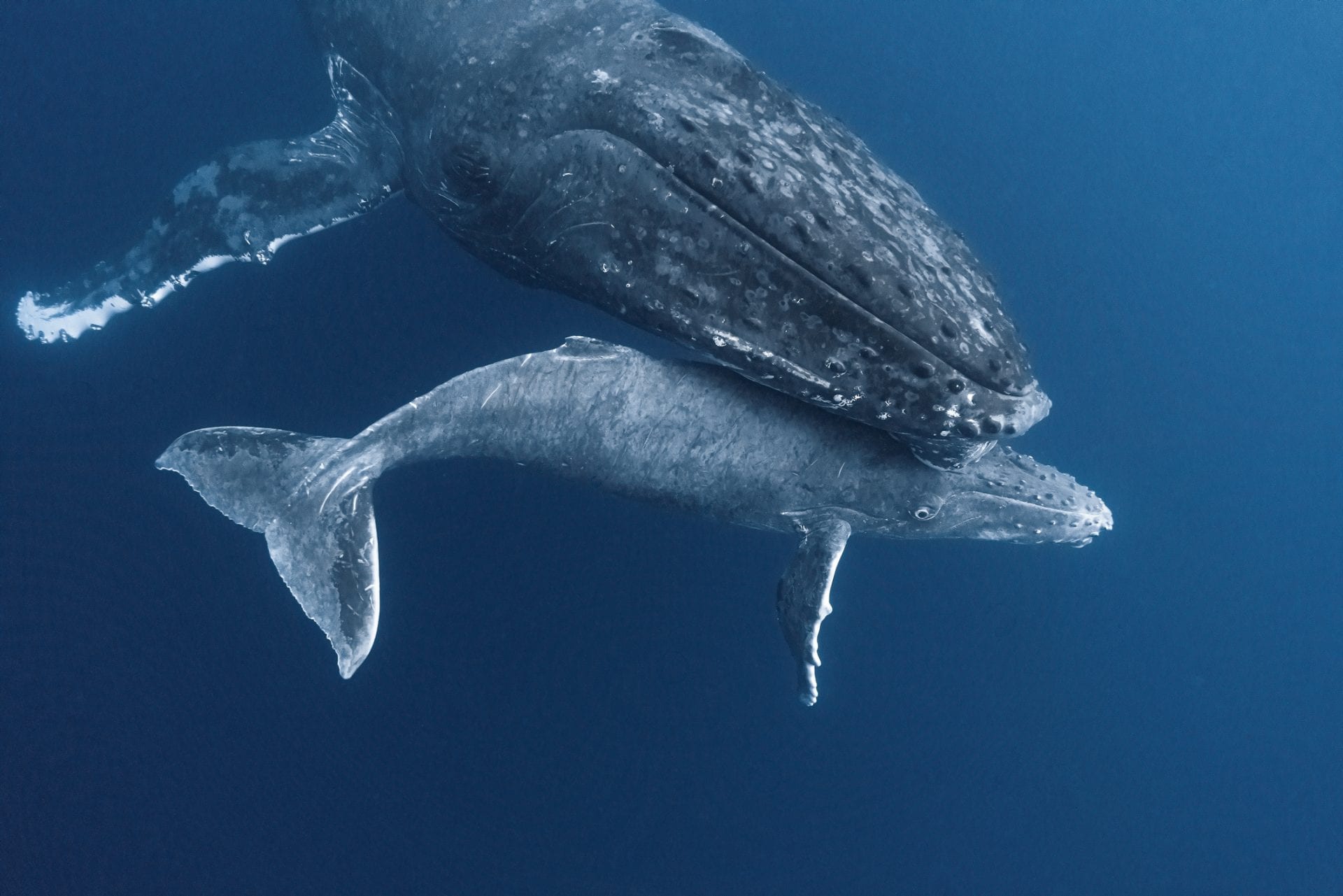 Shot while on a snorkel trip to Tonga. Humpback baby is a week old. Very curious about us and kept swimming up to us.