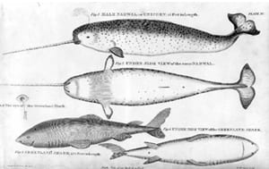 “Two Views, Narwhal and Shark”
William Scoresby. NBWM Kendall Collection