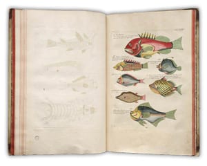 Image of book with marine life illustrations