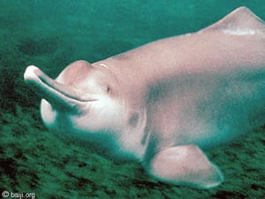 The Yangtze River Dolphin (Baiji), Lipotes vexillifer, declared extinct in 2006.