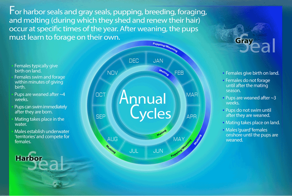 seals-annual-cycle-graphic_v2