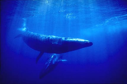 Seri whale. Photo by www.marinebio.org
