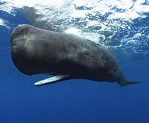 sperm-whale1