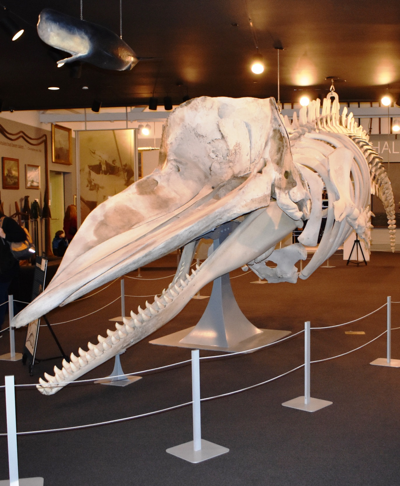 Sperm whale skeleton