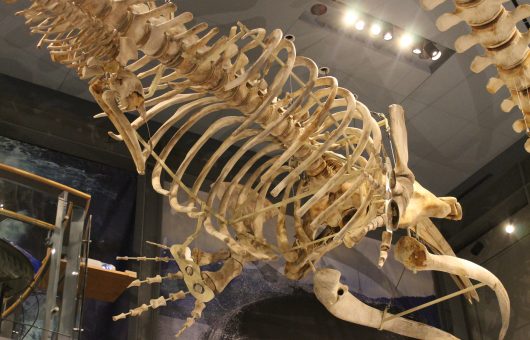 Right whale skeleton