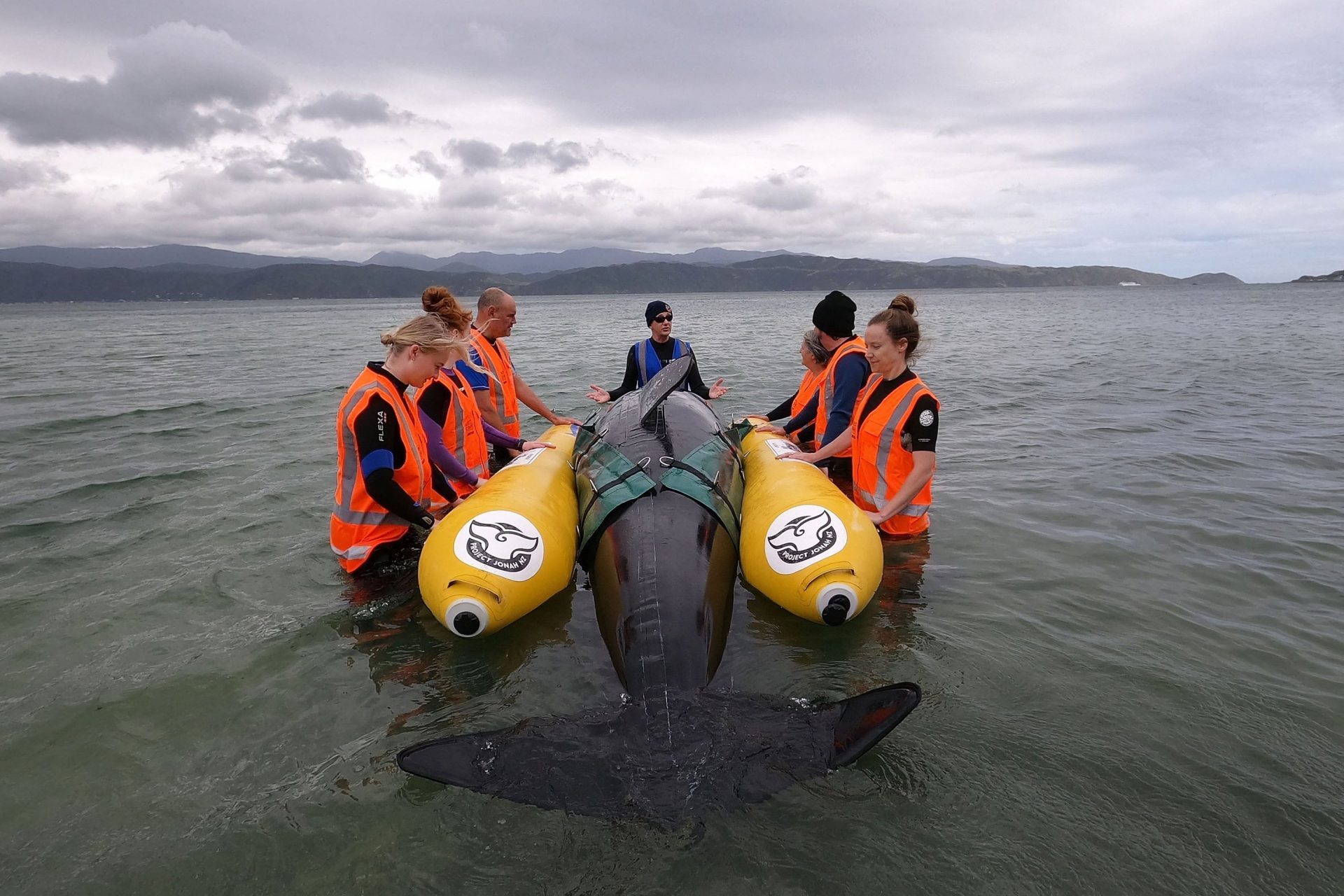A conservation group practices emerging a dummy whale into the ocean.