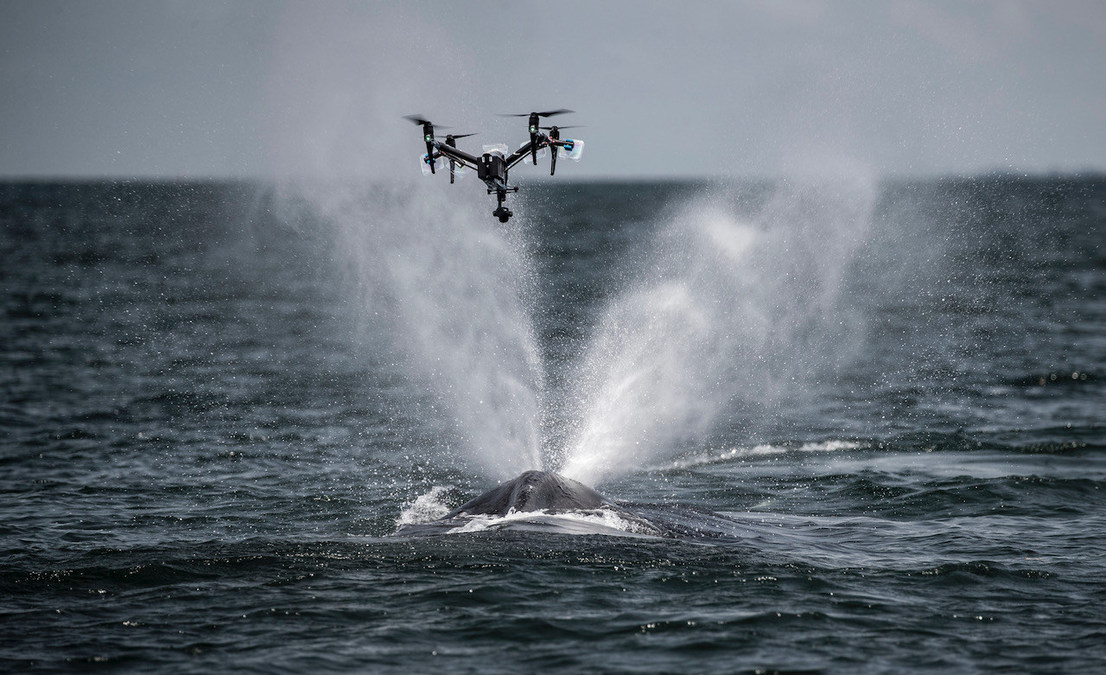 A drone up close capturing a whale blowing water out of its blowhole.