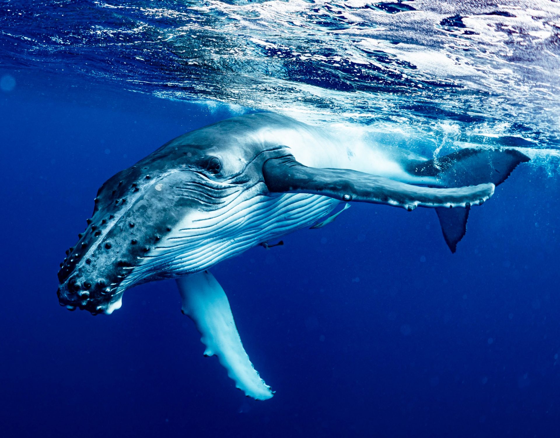 A whale emerging in the water from the surface.