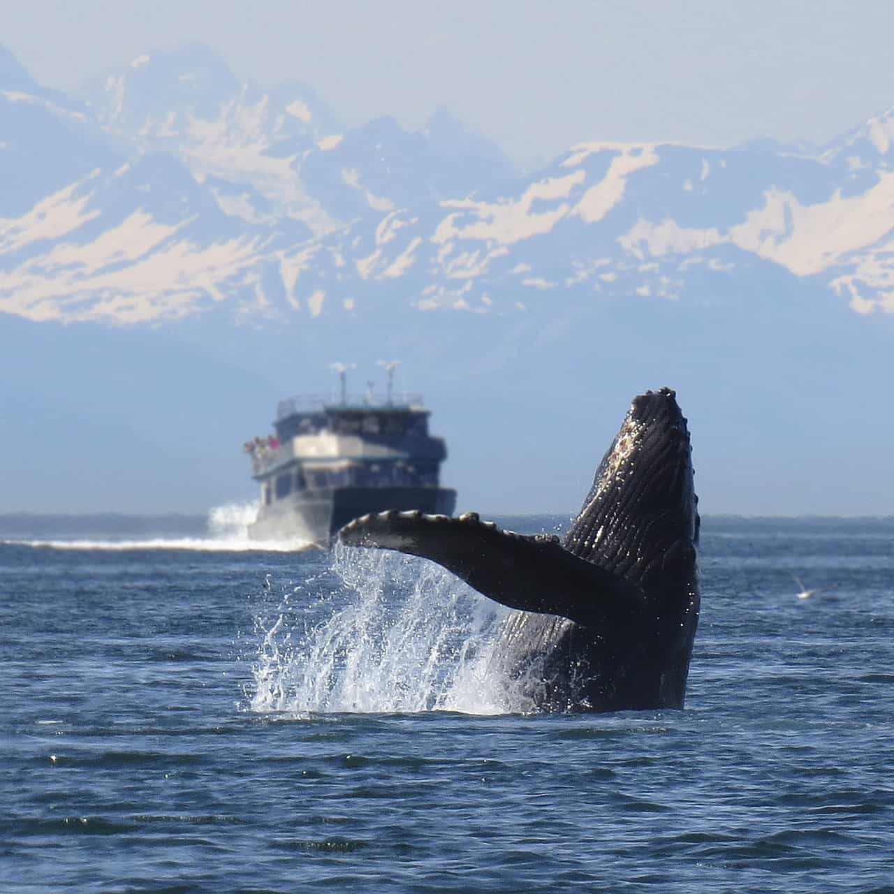 A photograph of a whale mid-breach, there is a blurred ferry and mountains in the background.